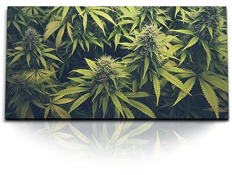 Paul Sinus Kunstdruck Bilder 120x60cm Cannabis Cannabispflanze Grün Naturbild Pflanzenbild