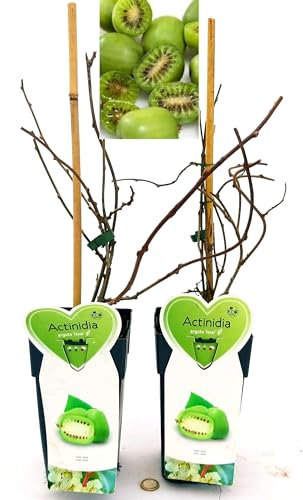 POWERS TO FLOWERS - ACTINIDIA ARGUTA ISSAI, KIWI 2 PIANTE, VARIETA' AUTOFERTILE, piante vere