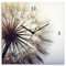 ARTLAND Wanddeko Wanduhr ohne Tickgeräusche Leinwand-Uhr als Quarzuhr Design lautlos analoge Quarzuhr 30x30 cm Blumen Pusteblume Botanik Blüten Modern Kunst Sommer Natur T4RE