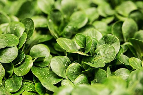 Corn Salad, Lambs Lettuce 200 Seeds, Valerianella Locusta - Lettuce Seeds