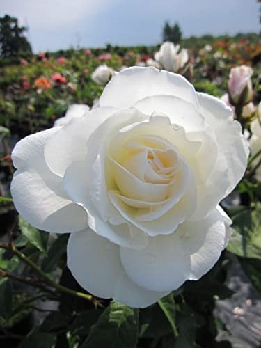 Rosa Schneewittchen® - Stammrose Schneewittchen®