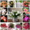 200 Pcs Weihnachtskaktus Samen - Pflanzen Für Draußen Winterhart, Bodendecker Kaktus Sukkulenten Samen - Schlumbergera Truncata - Blumenmischung, Winterharte Pflanzen Für Garten Blumensamen