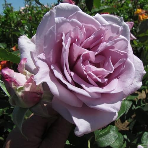 Climbing Blue Moon - 5.5lt Potted Climbing Garden Rose Bush - Large Highly Fragrant Deep Lavender Blooms, Fast Vigorous Growth, Repeat Flowering.