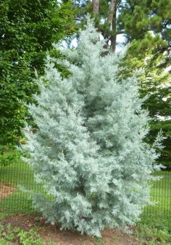 Arizona-Zypresse glabra BLUE ICE CYPRESS Seeds! SELTEN