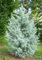 Arizona-Zypresse glabra BLUE ICE CYPRESS Seeds! SELTEN