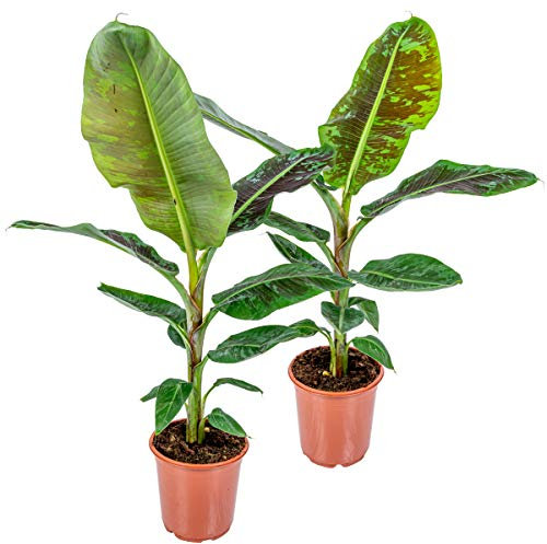 Bloomique - 2er Set - Musa Oriental Dwarf - Bananenpflanze - Zimmerpflanzen - Pflegeleicht - Haustierfreundlich - Höhe 80-100 cm - Topf 21 cm