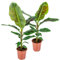 Bloomique - 2er Set - Musa Oriental Dwarf - Bananenpflanze - Zimmerpflanzen - Pflegeleicht - Haustierfreundlich - Höhe 80-100 cm - Topf 21 cm