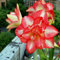 2 Exotisch Amaryllis Zwiebel Steckzwiebeln Kaufen Weihnachten Amaryllis Zwiebeln Winterhart Mehrjährig Winterharte Pflanzen Für Garten Balkon Winterharte Pflanzen Zierblumen Hydroponik Blumenzwiebeln