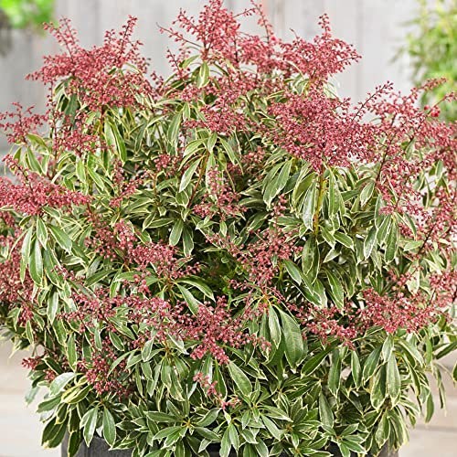 Pieris Passion Evergreen Outdoor Garden Shrub Pink Flowering Plant in Pot