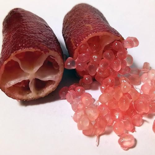 Pianta di Limone Caviale in vaso24 cm. Finger Lime Pianta da 3 anni, piante già fruttificante. Colori Mix (Rosa)