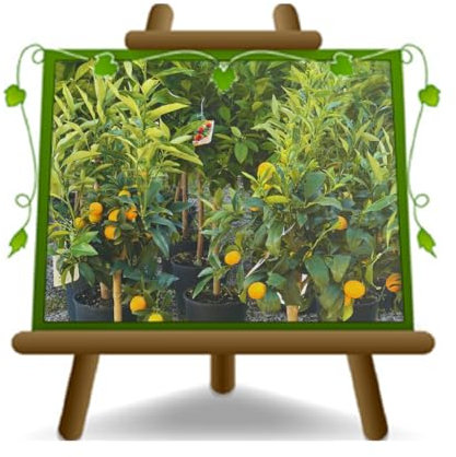 EURO PLANTS VIVAI Agrumes Calamondin - Citrus Mitis - plante d'agrumes dans un pot de 24 cm. hauteur : 110~120 cm.