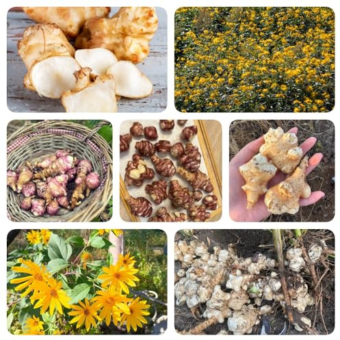 Topinambur Saatknollen - Helianthus tuberosus - blumenzwiebeln stauden winterhart mehrjährig kräutergarten grünpflanzen steingartenpflanzen winterhart 15pcs