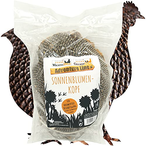 federgold Sonnenblumenkopf mit Sisalseil für Wachteln & Hühner | Natürlicher Beschäftigungssnack mit Sonnenblumenkernen – fördert Picken, Beschäftigung & artgerechtes Verhalten