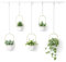 Umbra Triflora Portavasi da Appendere, Set di 5, Bianco/Ottone