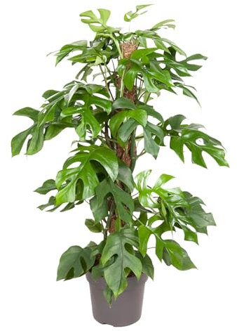 Trendyplants - Monstera Minima - Hohlpflanze - Zimmerpflanze - Höhe 55-75 cm - Topfgröße Ø19cm