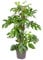 Trendyplants - Monstera Minima - Hohlpflanze - Zimmerpflanze - Höhe 55-75 cm - Topfgröße Ø19cm