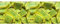 Mera & Longhi Caramelle Quadre Limone - Confezione da 2 kg