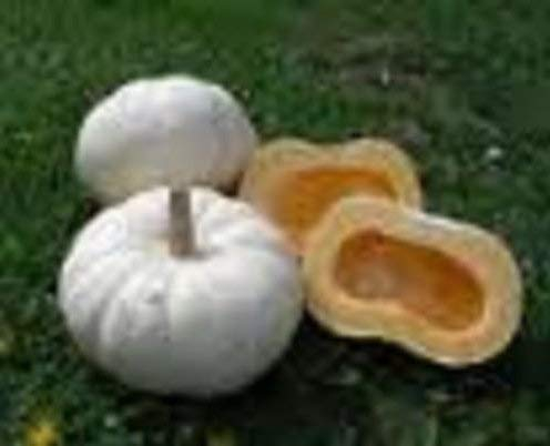 Frische Squash Winter-Kürbis Erbstück Valenciano Schneeweißchen Skin 15 Samen orange Fruchtfleisch