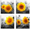 Leinwandbild Set 6614 Sonnenblumen Gelb Schwarz-Weiß 4-teilig 30x30 cm Wanddeko Blumen Natur Sommer Kunst Druck modern