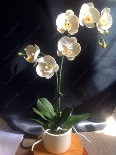 50 pezzi mini semi di orchidee mini fiore phalaenopsis orchidee, rari semi di phalaenopsis dei fiori per le forniture giardino di casa 15
