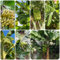 50 pcs bananenbaum winterhart samen säulenobstbäume pflanzen samen bananen samen - Musa Basjoo - exotische früchte winterharte pflanzen für garten obstbäume kaufen bio samen extrem