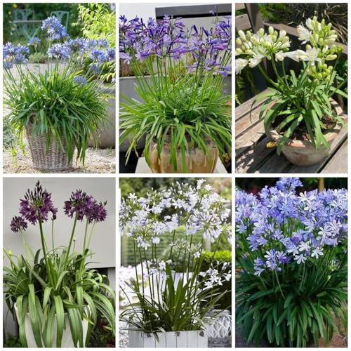 Semillas de plantas de agapanthus - lirio africano - plantas en macetas resistentes al exterior, flores de primavera Semillas de plantas de lirio africano, decoraciones florales, 500pcs