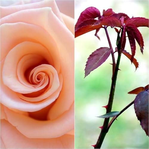 Planta natural Rosal de Flor color Salmon, 30-40 cm. Flores muy aromaticas. Atrae polinizadores, decora el jardín y mejora el bienestar emocional. Segura Garden