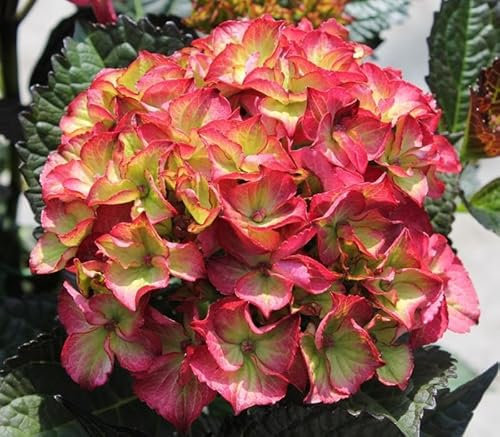 Ortensia Hydrangea macrophylla Dark Angel pianta in vaso ø12 cm Vivaio di Castelletto