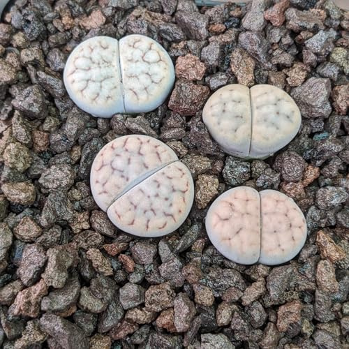 Lithops schwantesii rugosa - Sunnyplants, Seltene Lithops, Lithops Pflanzen, lebende Stein Sukkulenten, lebende Steinpflanzen, Lebende Steine, Lithops
