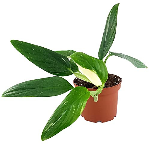 Fangblatt - Monstera StandleyanaAlbo Variegata - panaschiertes Fensterblatt im Ø 14 cm Topf - außergewöhnliche Zimmerpflanze