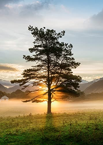 STYLER Glasbild Lone Tree 50 x 70 cm I Wandbild Bild Glas modern Küche Wohnzimmer Schlafzimmer Badezimmer | Baum Sonnenuntergang Natur Wald Sonne Berge Ausblick | verschiedene Motive