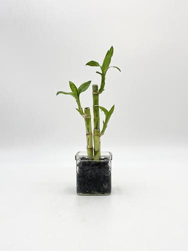 Lucky Bamboo Plant, Dracaena Sanderiana, Indoor Houseplant in 8cm Glass vase Filled Black Gravel
