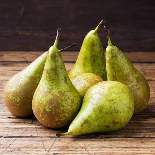 Pear Tree Conference (Pyrus) – Delicious Dessert Pears, Late Season Crop, Self-Fertile, Ideal for Small Gardens – 1x 2 Litre Pot by Thompson and Morgan