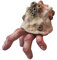 WSYJWEX Halloween Finger Crab Statue Realistic Horror Harz Modell gruselige Fingerkrabbendekorationen