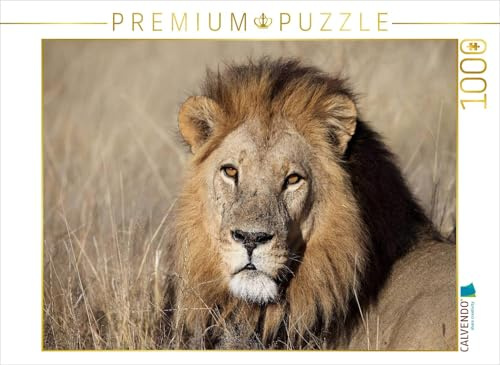 CALVENDO Puzzle Löwen – Pascha | 1000 Teile Lege-Größe 64 x 48 cm Foto-Puzzle für glückliche Stunden