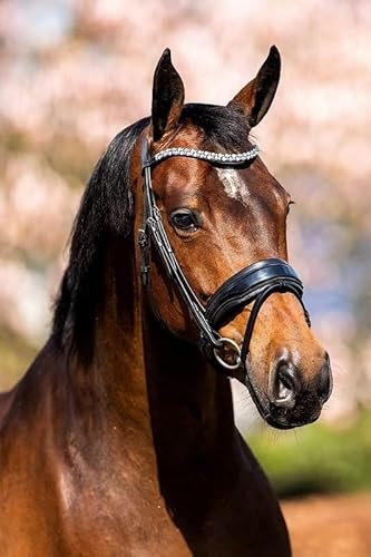H&B HB Trensenzaum Showtime Fancy Lack - Size COB