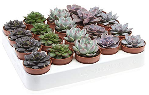 Bandeja de 20 Suculentas Echeveria Naturales en Maceta 5cm Plantas Crasas para Interior y Exterior