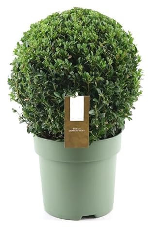 Buxus Sempervirens Arbusto Natural para Exterior Ideal para Setos y Cercados
