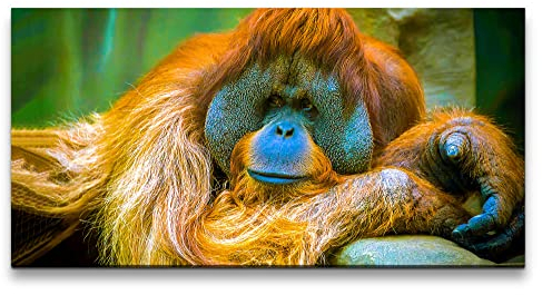 Paul Sinus Leinwandbild 120x60cm Orang-Utan Affe Tierfotografie Dschungel Menschenaffe