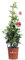Pianta di Dipladenia pianta rampicante di Dipladenia pianta da esterno pianta ornamentale pianta vera di Dipladenia venduta da eGarden.store (Vaso 17 cm - Rosso)