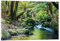 Posterlounge Regenwald in Tasmanien Acrylglasbild von Matteo Colombo 30 x 20 cm Grün Landschaften Wanddeko