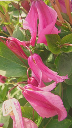 Waldrebe Clematis integrifolia 'Aljonushka' - 100cm Topf gewachsen