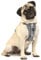 Kurgo TRU-Fit Hundegeschirr, Crash-Test-erprobtes Auto-Sicherheitsgurt, Für Hunde von 2 bis 5 kg, Größe S, Grau