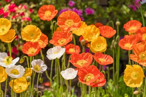 10000 Islandmohn-Samenmischung, mehrjährige Gartenwiesenblumen, Orange, Gelb, Weiß