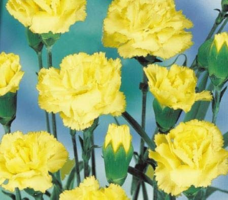 Stk - 90x Nelke Marie Chabaud Dianthus Garten Pflanzen - Samen K611 - Seeds & Plants Shop by Ipsa