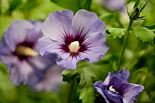Hibiscus syriacus 'Marina' 60-80 cm - Gartenhibiskus, blaue Blüten, Blütezeit Juli-September, ideal für Hecken und Kübel, pflegeleicht und winterhart