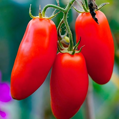 PlantiCo Tomaten S.Marzano hohe 0,2 g Samen Tomatensamen Robuste Gemüsesamen Gemüse Samen Anzucht Saatgut Gewächshaus Garten Gemüsegarten
