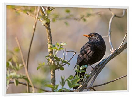 artboxONE Poster mit weißem Rahmen 18x13 cm Natur Amsel hochwertiger Design Kunstdruck - Bild Amsel Drossel geäst