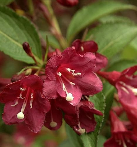 Liebliche Weigelie Picobella Rosso 30-40cm - Weigela florida - lebende Gartenpflanze aus den Baumschulen