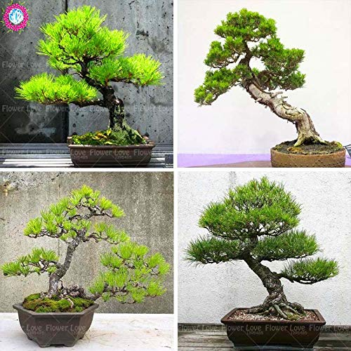 Shopmeeko 20 stücke Pinus anlage Japanische Schwarzkiefer pflanze Garten Immergrüne Bonsai Baum Mehrjährige Zier Topfpflanze